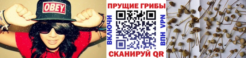 Псилоцибиновые грибы Psilocybine cubensis  Волгореченск 